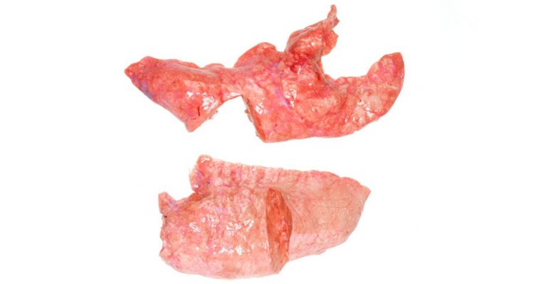 pork lungs