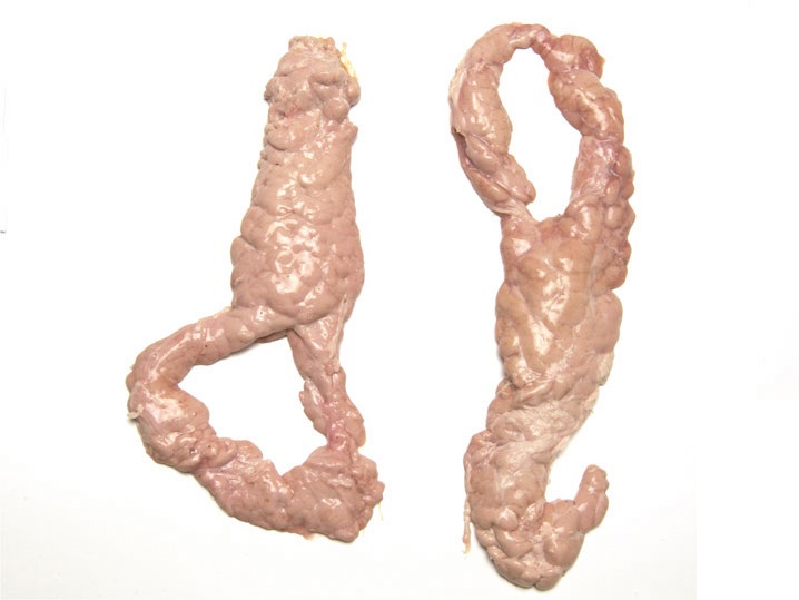 PORK pancreas